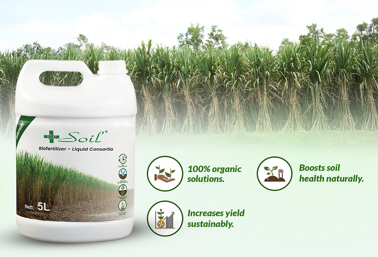 Dr. Soil Intended to use for Sugarcane