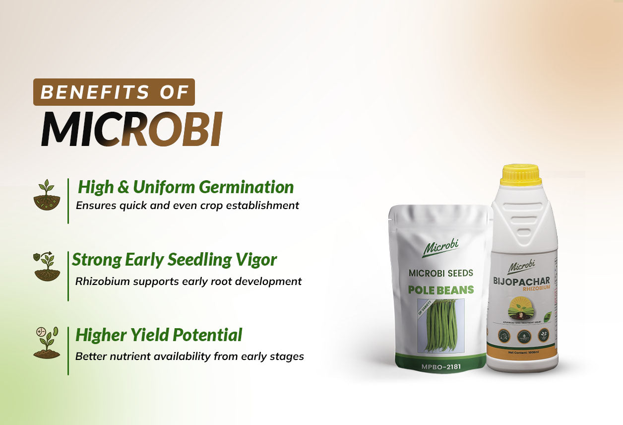 Microbi Pole Beans MPB 2181 Seed + Rhizobium Biofertilizer Combo | Strong Roots & Higher Yield