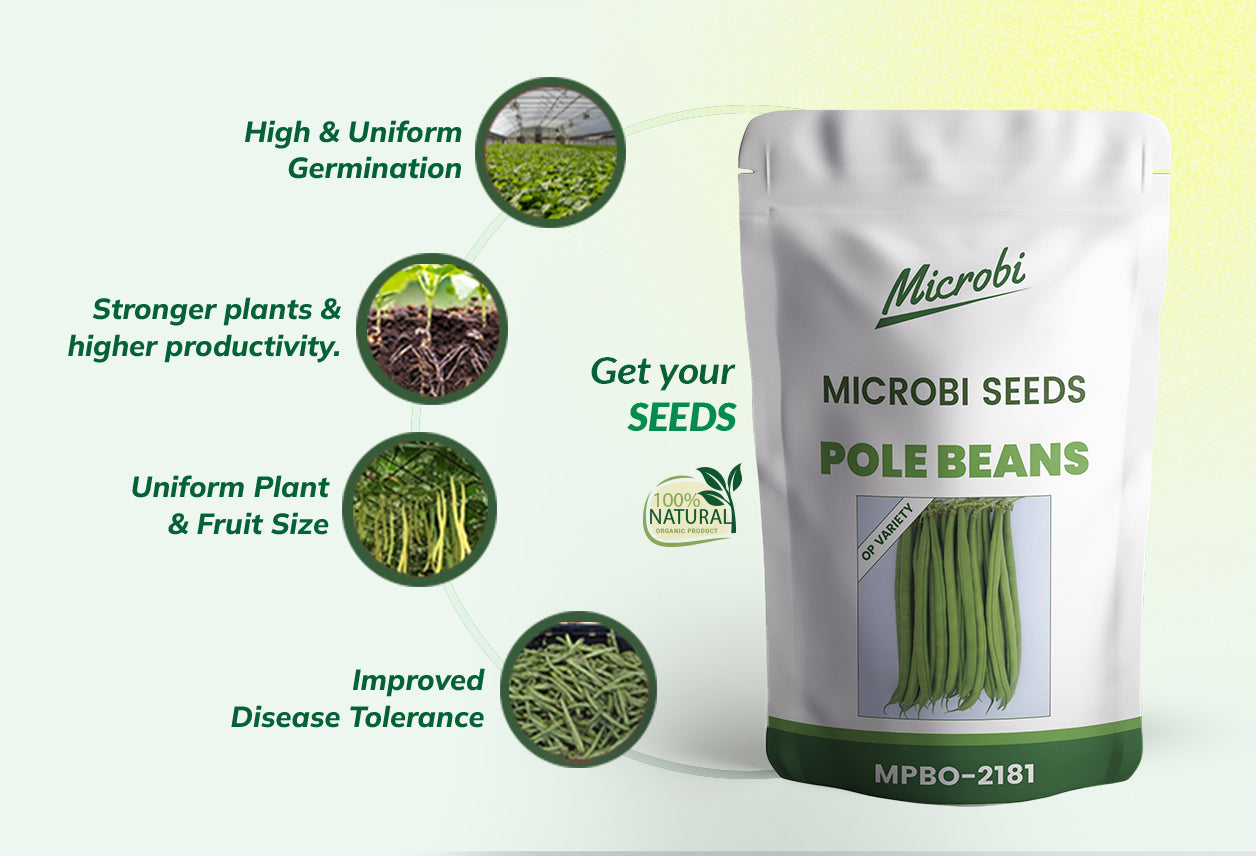 Microbi Pole Beans – MPB 2181- 1 KG