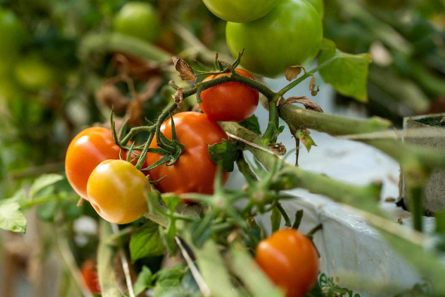 tomato