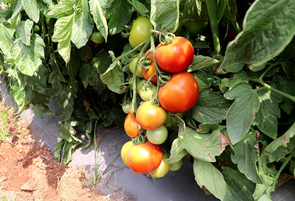 Microbi Seeds_F1 Hybrid Tomato Seeds