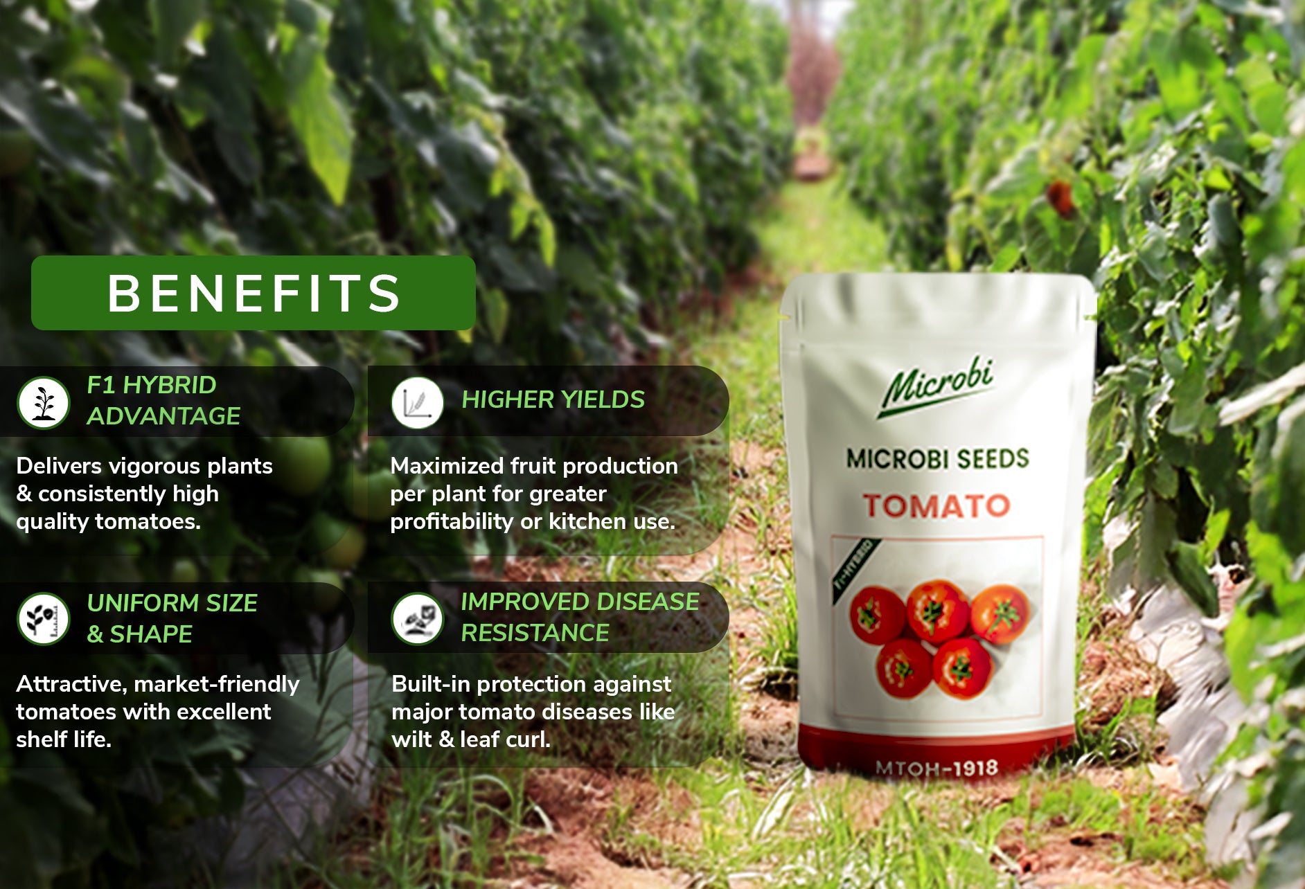 Microbi Seeds_F1 Hybrid Tomato Seeds