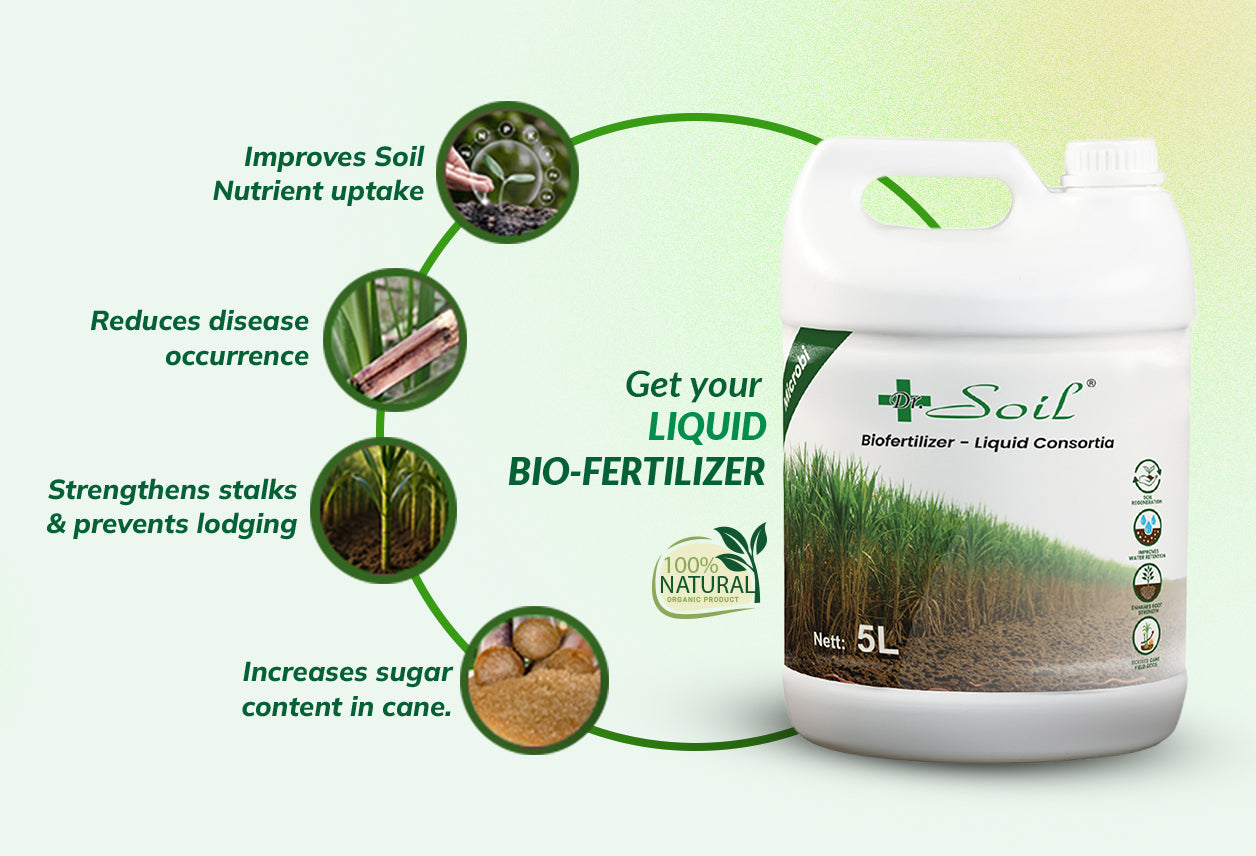 Dr. Soil Intended to use for Sugarcane