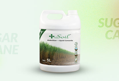 Dr. Soil Intended to use for Sugarcane
