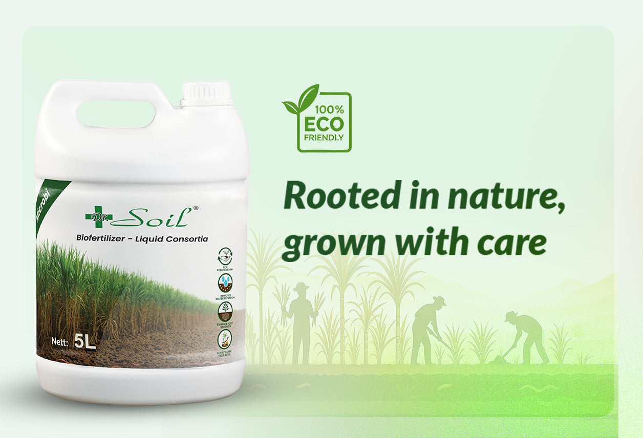 Dr. Soil Intended to use for Sugarcane