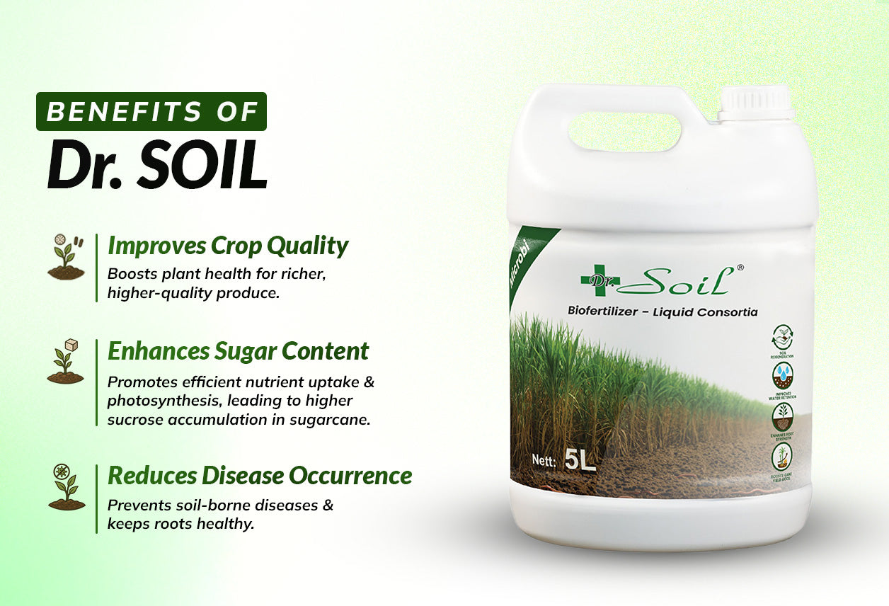 Dr. Soil Intended to use for Sugarcane