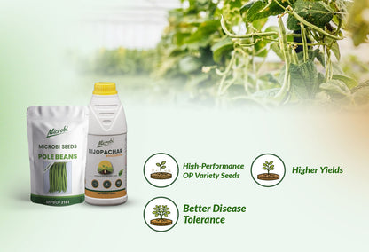Microbi Pole Beans MPB 2181 Seed + Rhizobium Biofertilizer Combo | Strong Roots &amp; Higher Yield